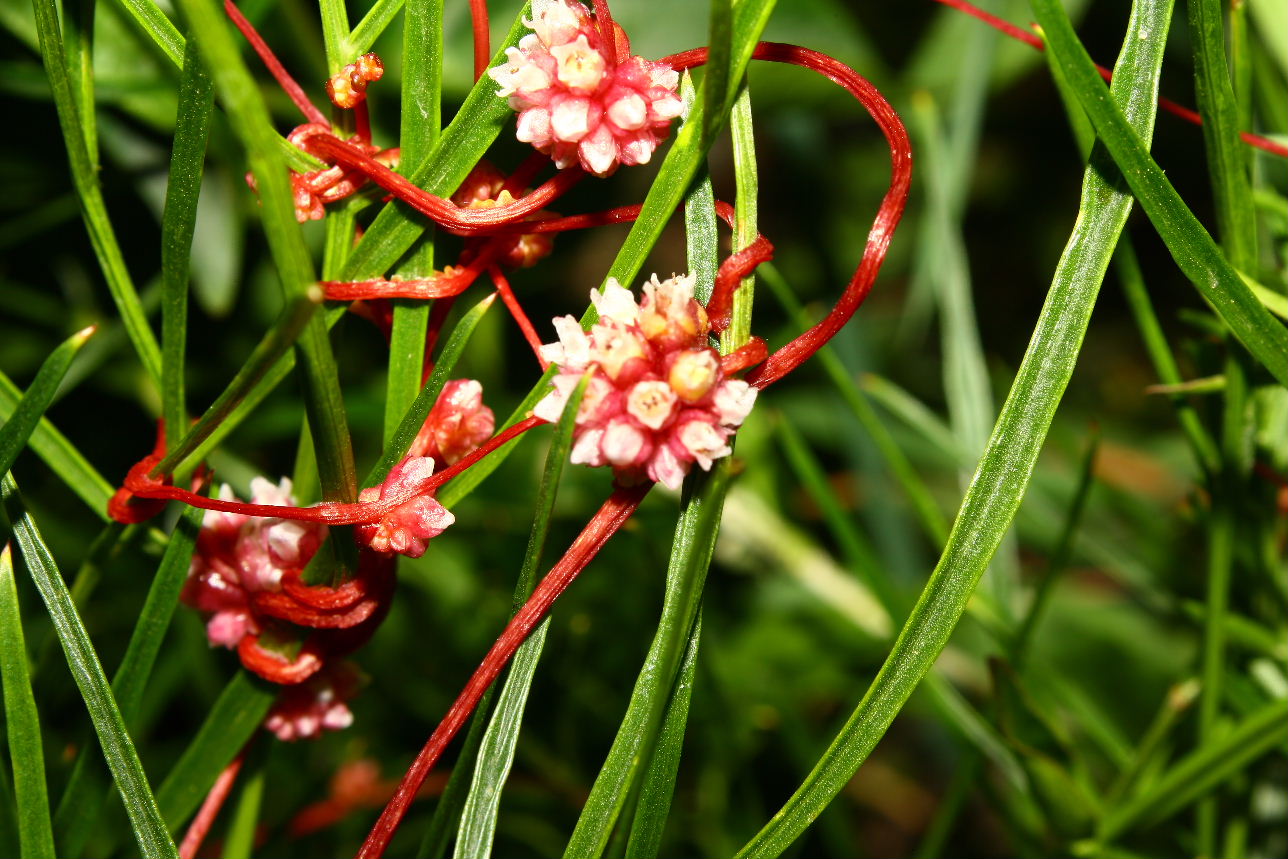 Cuscuta da determinare � 7